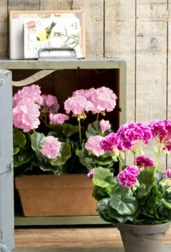 Plante Artificielle Geranien 17 Plante Artificielle Geranien -Home24 Soldes 0f59843ce5794eaeb323d8843a07a1a0