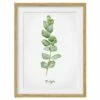 Impression Aquarelle Eucalyptus IV -Home24 Soldes 1000202885 200211 10472400372 IMAGE P000000001000202885