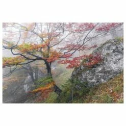 Komar Papier Peint Intissé Euphoria