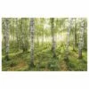 Komar Papier Peint Intissé Birch Trees -Home24 Soldes 1000221075 200904 15504400404 IMAGE P000000001000221075