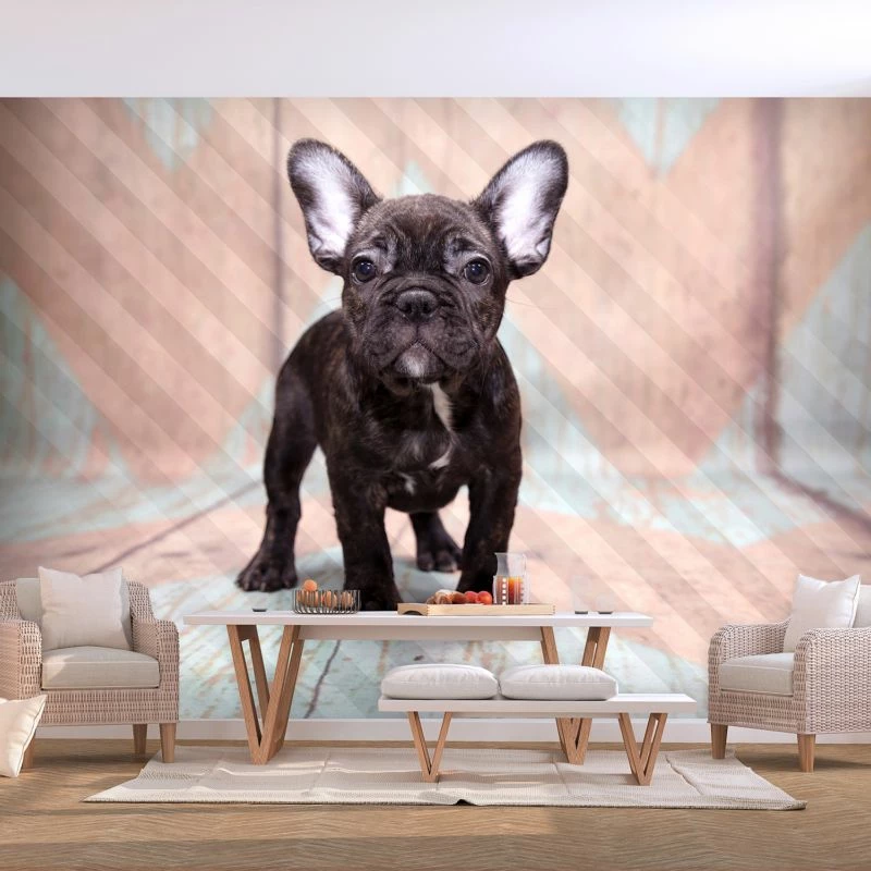 Papier Peint Intissé French Bulldog 4 Papier Peint Intissé French Bulldog – Image 2