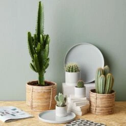 Pot De Fleur EARLY SPRING II -Home24 Soldes 1000341413 220317 021 MOOD DETAILS P000000001000341413 mood