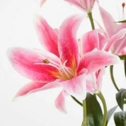 Plante Artificielle Tigerlilien -Home24 Soldes 12077cfbf6ec4fcc8008c855ca43eff1