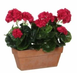 Plante Artificielle Geranien 20 Plante Artificielle Geranien -Home24 Soldes 1f6fc01731b24b25882c80350ce25fba.cropped 577 1102 1878 1794.processed