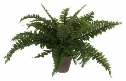 Plante Artificielle Boston Farn