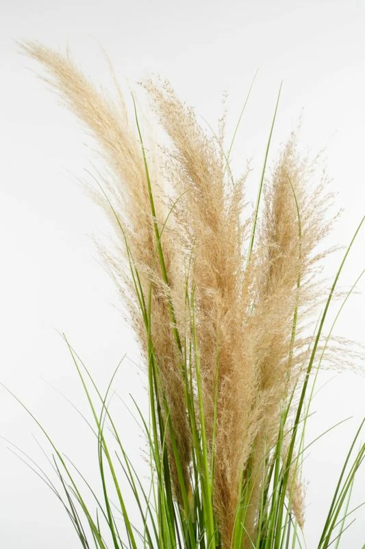 Herbe De La Pampa Plante Artificielle 4 Herbe De La Pampa Plante Artificielle – Image 2