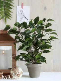 Plante Artificielle Ficus Natasja 18 Plante Artificielle Ficus Natasja -Home24 Soldes 5b45378aaaed41c6b97e05c2ad5f2e4a