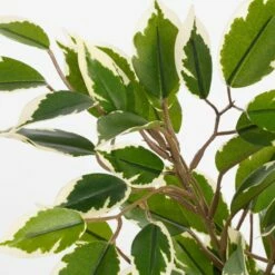 Plante Artificielle Ficus Natasja 14 Plante Artificielle Ficus Natasja -Home24 Soldes 96db7edbb309439a82613103b93a1307