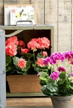 Plante Artificielle Geranien 28 Plante Artificielle Geranien -Home24 Soldes d5376b07d2bd445cbb7bd6bfc332e789