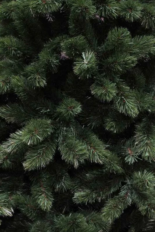 Sapin De Noël Tsuga 5 Sapin De Noël Tsuga – Image 3